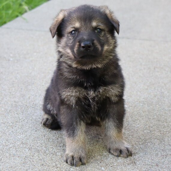 German Shepherds Stuttgart - photo 1