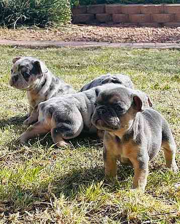 Französische Bulldoggenwelpen suchen ein liebevolles Zuhause für immer Дрезден