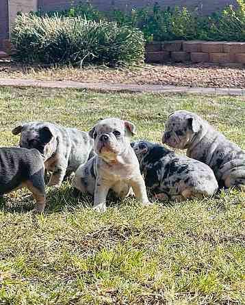 Französische Bulldoggenwelpen suchen ein liebevolles Zuhause für immer Дрезден