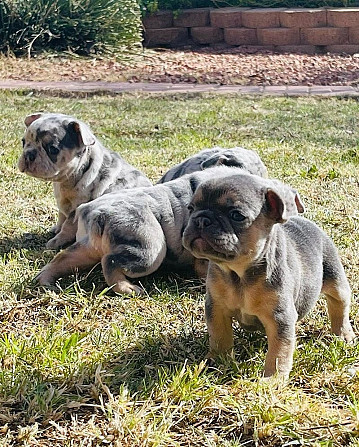 Französische Bulldoggenwelpen suchen ein liebevolles Zuhause für immer Дрезден - изображение 1