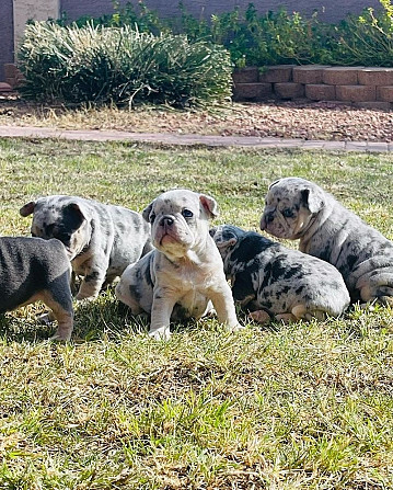 Französische Bulldoggenwelpen suchen ein liebevolles Zuhause für immer Dresden - photo 2