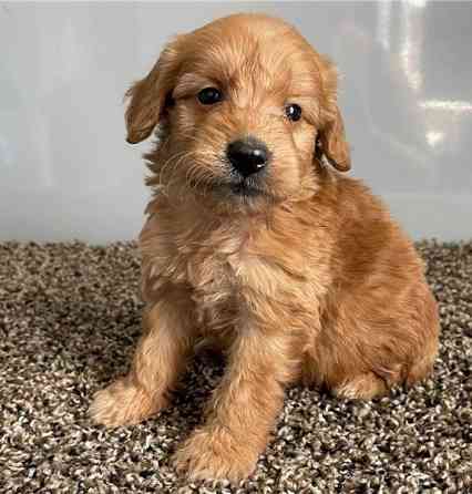 Goldendoodle-Welpen Dresden