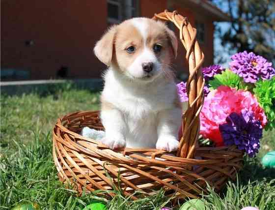 Welsh Corgi Pembroke Welpen Dresden