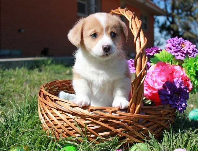 Welsh Corgi Pembroke Welpen Dresden - photo 1