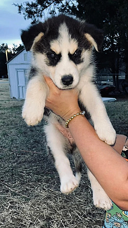 Zwei Siberian Huskies zu verkaufen Stuttgart - photo 1