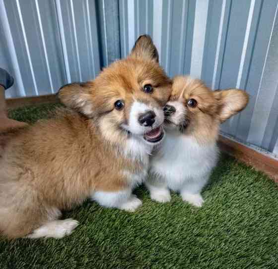 Welsh Corgi Welpen zur Neuvermittlung verfügbar Дрезден