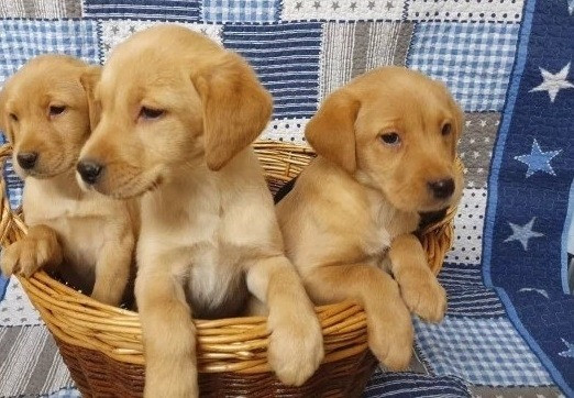 Labrador Welpen zu verkaufen Dresden - photo 1