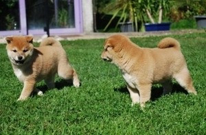 Shiba Inu-Welpen jetzt verfügbar. Dresden - изображение 1