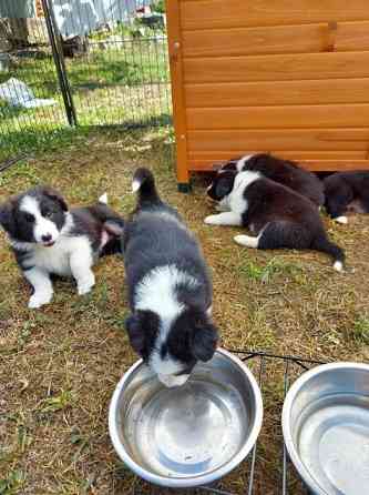 Entzückende Border-Collie-Welpen Дрезден