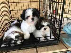 Shih Tzu Welpen verfügbar Saarbrücken