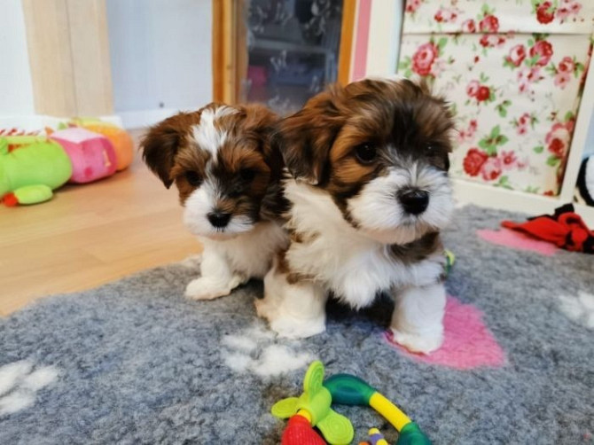 Wunderschöne männliche und weibliche Shih Tzu-Welpen Dresden - photo 1