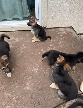 Deutsche Schäferhundwelpen bereit für ihr neues Zuhause. Dresden - photo 2