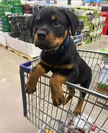 Rottweiler Welpen Dresden