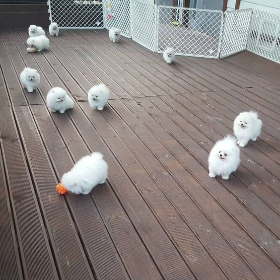 Pomeranian Welpen zu verkaufen Dresden - photo 1