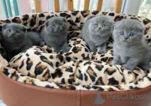 Scottish fold kittens Berlin