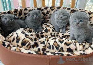 Scottish fold kittens Berlin - photo 2