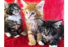 Maine Coon kittens Berlin - photo 1