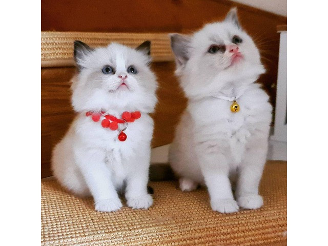 Ragdoll kittens Берлин - изображение 1