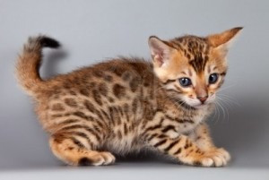 Bengal kittens Штутгарт - изображение 1