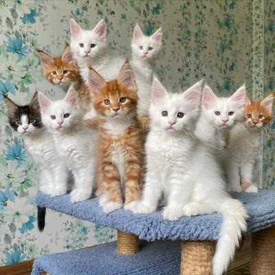 Maine coon kittens Stuttgart - photo 1