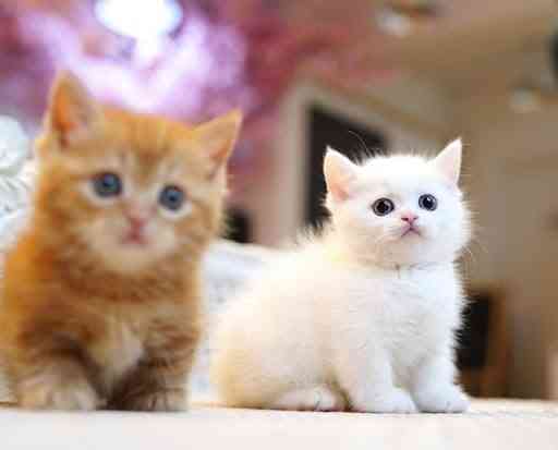 Munchkin kittens Stuttgart