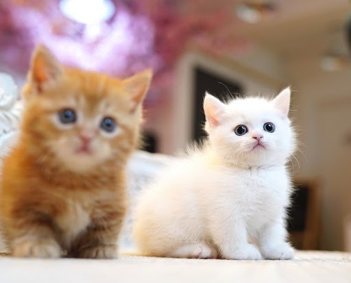 Munchkin kittens Stuttgart - photo 1