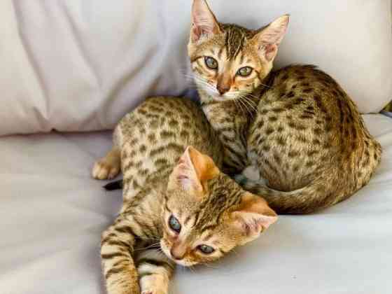 Savannah kittens Штутгарт