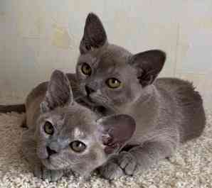 Burmese kittens Stuttgart