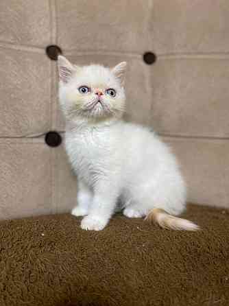 Exotic Shorthair kittens Штутгарт