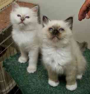 Birman kittens Штутгарт