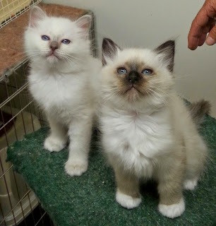 Birman kittens Stuttgart - photo 1