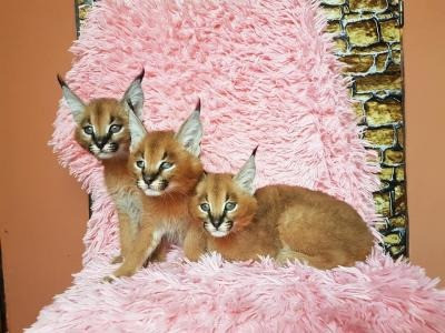 Caracal kittens Stuttgart - photo 1