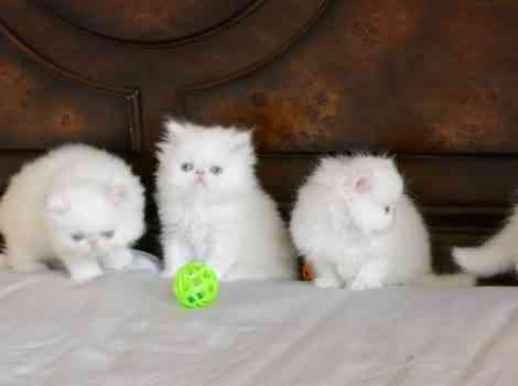 Persian kittens Stuttgart