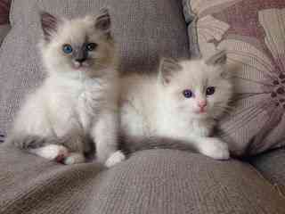 Ragdoll kittens Stuttgart