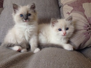 Ragdoll kittens Stuttgart - photo 1