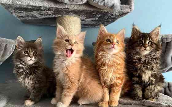 maine coon kittens Munich