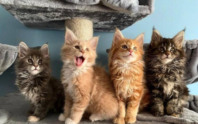 maine coon kittens München - изображение 1