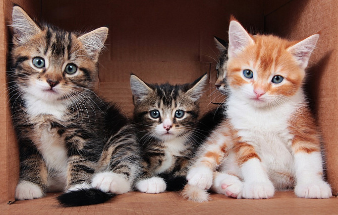 munchkin kittens Мюнхен - изображение 1