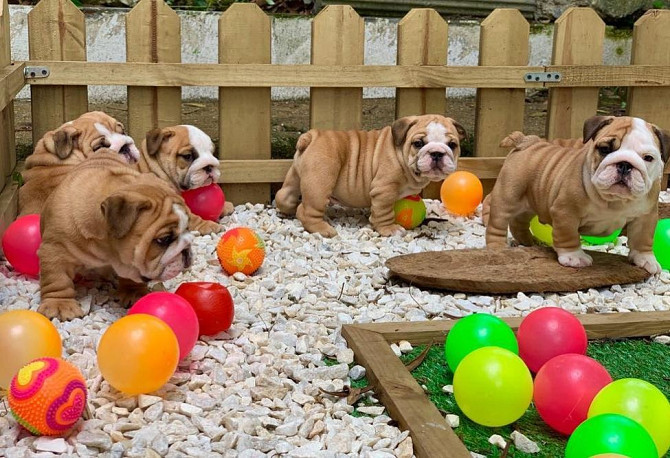 English Bulldog Puppies München - изображение 1