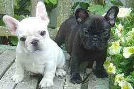 French bulldog Puppies Munich