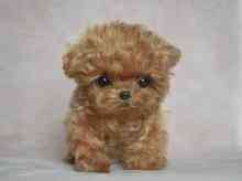 Toy Poodle Puppies Мюнхен