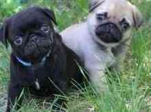 Pug puppies Munich