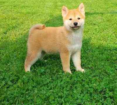 Shiba Inu Puppies München