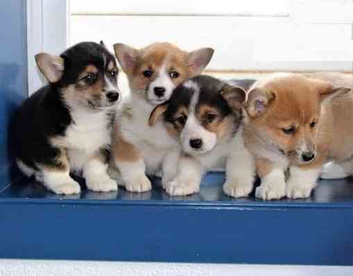 Pembroke Welsh Corgi Puppies Munich