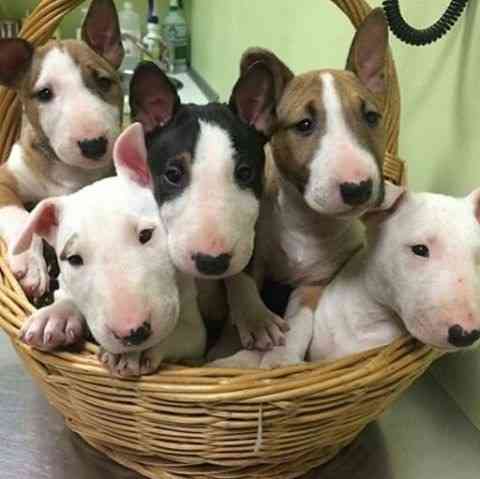 Bull Terrier Puppies Munich