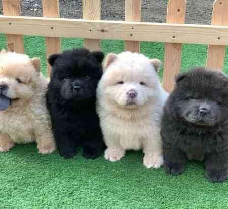 Chow Chow Puppies Munich