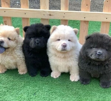 Chow Chow Puppies Munich - photo 1