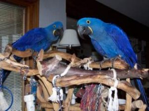 Hyacinth macaw parrots for sale Wiesbaden