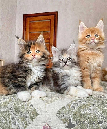 Maine Coon kittens Hannover - изображение 1