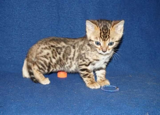 Bengal kittens Leipzig - изображение 1